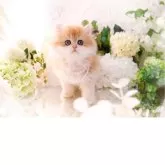 ブリティッシュロングヘア【岐阜県・女の子・2025年9月10日・シェーデッドゴールデン(ゴールド)】の写真2