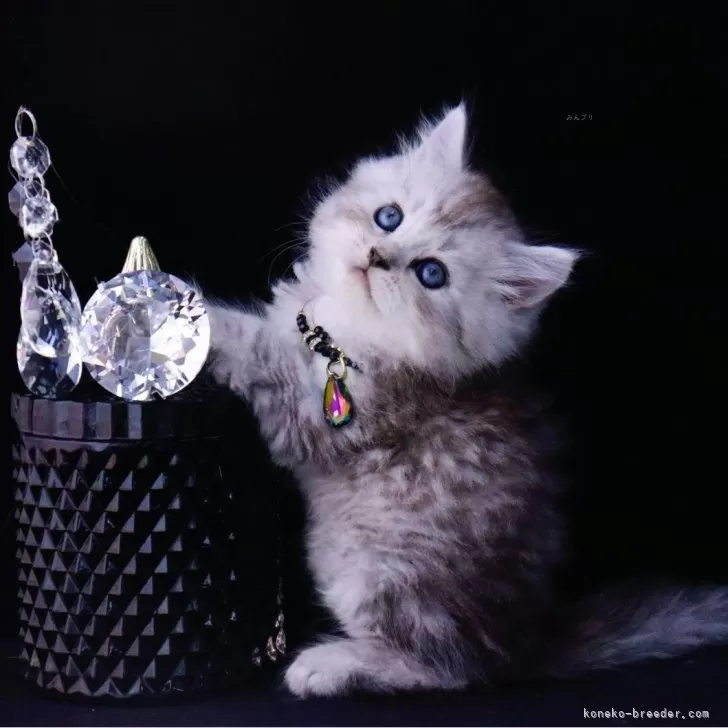 ID：2502-02167の子猫