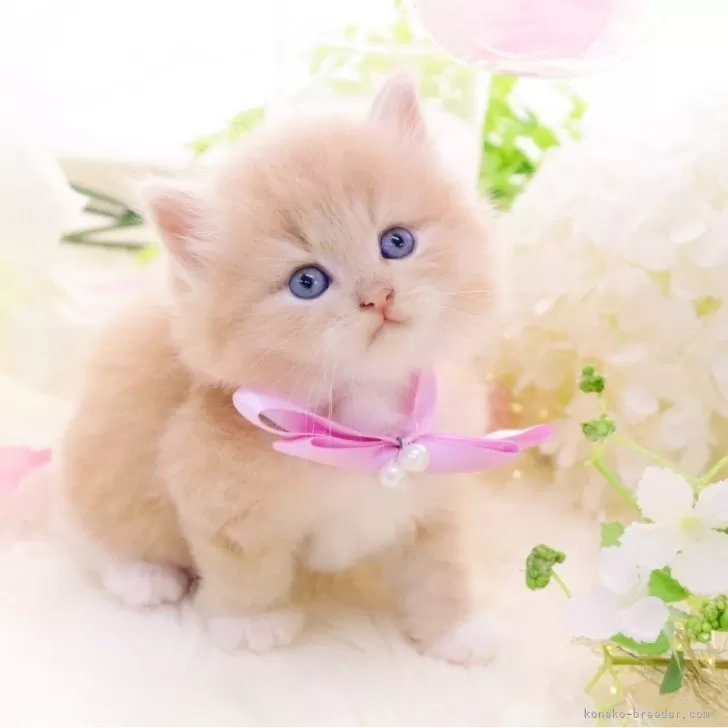 ID:2412-02732の子猫