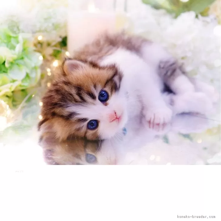 ラガマフィン【岐阜県・男の子・2025年10月10日・ブラウンマッカレルタビー&amp;ホワイト】の写真1「惚れ惚れする美しさ✨」