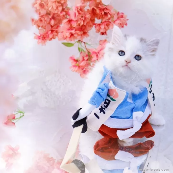 ID:2502-02168の子猫