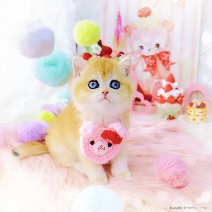 ID：2501-01854の子猫