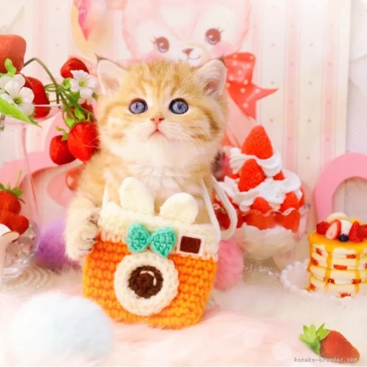 ID：2501-02202の子猫