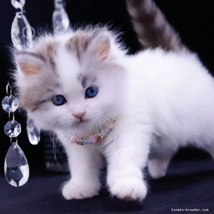 ID：2503-00285の子猫