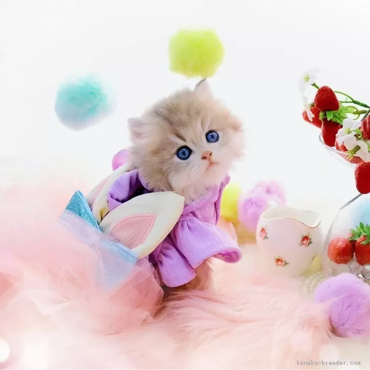 ID:2501-02196の子猫