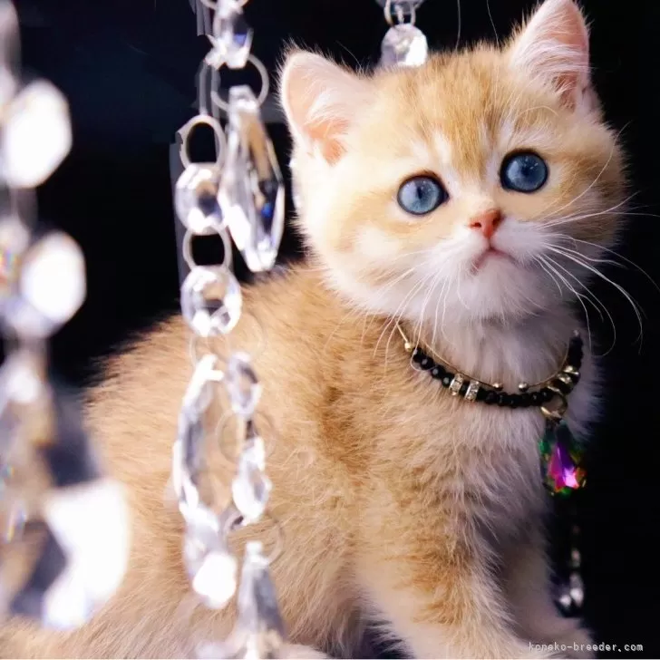 ID：2502-00222の子猫
