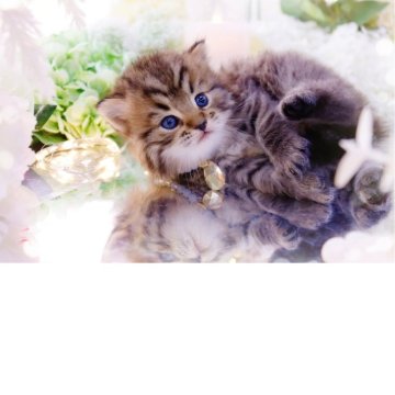 ラガマフィン【岐阜県・男の子・2025年10月10日・ブラウンマッカレルタビー】の写真「シックで上品な毛色」