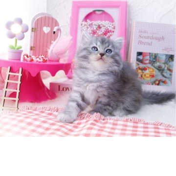 ラガマフィン【岐阜県・女の子・2025年10月1日・ブルーマッカレルタビー】の写真「エレガントブルー」