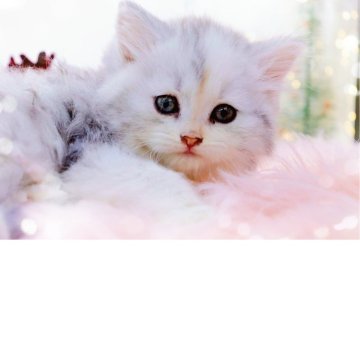 ラガマフィン【岐阜県・女の子・2025年9月19日・シルバーパッチドタビー&ホワイト】の写真「淡い毛色が美しい✨」