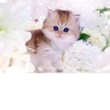 ブリティッシュロングヘア【岐阜県・女の子・2025年9月24日・シェーデッドゴールデン(ゴールド)（ロングヘア）】の写真「ふわふわ天使†_(･ω･*)β.｡.:*･ﾟ」