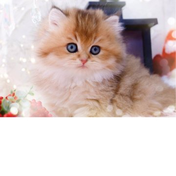 ブリティッシュロングヘア【岐阜県・女の子・2025年9月19日・シェーデッドゴールデン(ゴールド)（ロングヘア）】の写真「モッフモフ✨ゴージャス」