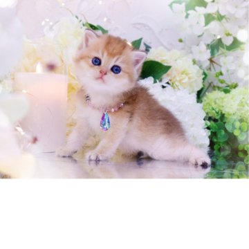 ブリティッシュショートヘア【岐阜県・女の子・2025年9月24日・シェーデッドゴールデン(ゴールド)】の写真「甘々の甘えんぼ((*,,•ω(ω<,,*))♥︎」