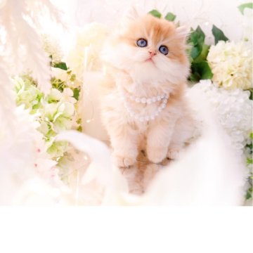 ブリティッシュロングヘア【岐阜県・女の子・2025年9月10日・シェーデッドゴールデン(ゴールド)(ロングヘア)】の写真「モッフモフのテディベア🧸」