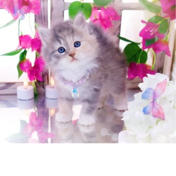 ラガマフィン【岐阜県・女の子・2025年7月28日・ダイリュートキャリコ】の写真「ほんわか癒し系」
