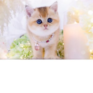 ブリティッシュショートヘア【岐阜県・女の子・2025年9月19日・ブラックゴールデン(ゴールド)】の写真「🍎アップルヘッドのクマちゃん」