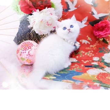 ブリティッシュショートヘア【岐阜県・女の子・2025年10月20日・シェルシェーデッドシルバー(シルバー)（ショートヘア）】の写真「魅了される瞳💎」