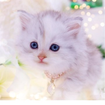 ラガマフィン【岐阜県・女の子・2025年9月19日・シルバーパッチドタビー&ホワイト】の写真「淡い毛色が美しい✨」