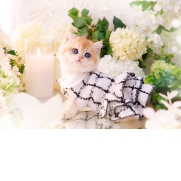 ブリティッシュショートヘア【岐阜県・男の子・2025年9月10日・シェーデッドゴールデン(ゴールド)】の写真「おっとりのんびりクマちゃん🧸」