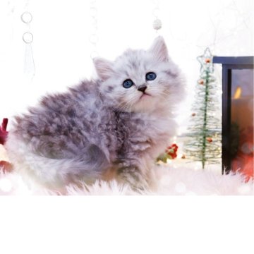 ラガマフィン【岐阜県・男の子・2025年9月19日・シルバーマッカレルタビー】の写真「※少々アンダー」