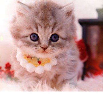 ラガマフィン【岐阜県・女の子・2025年10月12日・シルバーマッカレルタビー】の写真「心惹かれる美しい瞳💎✨」