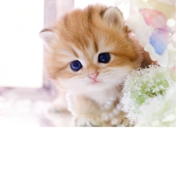 ブリティッシュロングヘア【岐阜県・女の子・2025年11月10日・シェーデッドゴールデン(ゴールド)（ロングヘア）】の写真「時が止まる可愛さ🥰」