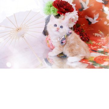 ラガマフィン【岐阜県・男の子・2025年10月23日・レッドマッカレルタビー】の写真「優しく甘えんぼさん」