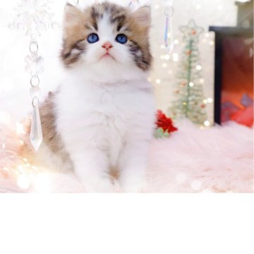 ラガマフィン【岐阜県・男の子・2025年10月10日・ブラウンマッカレルタビー&ホワイト】の写真「大きな瞳と、美しいお顔に心惹かれます✨」