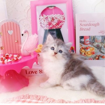 ラガマフィン【岐阜県・女の子・2025年10月1日・シルバーパッチドタビー&ホワイト】の写真「凛とした美しさ✨」