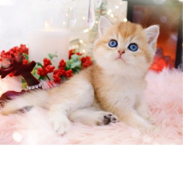 ブリティッシュショートヘア【岐阜県・女の子・2025年9月24日・シェーデッドゴールデン(ゴールド)】の写真「甘々の甘えんぼ((*,,•ω(ω<,,*))♥︎」