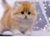 ブリティッシュロングヘア