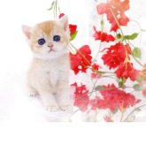 ブリティッシュショートヘア