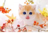 ブリティッシュショートヘア