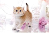 ブリティッシュショートヘア