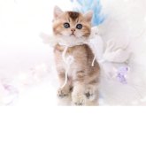 ブリティッシュショートヘア