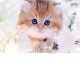 ブリティッシュロングヘア