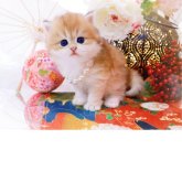 ブリティッシュロングヘア