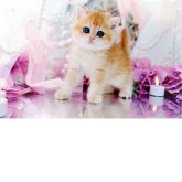 ブリティッシュショートヘア