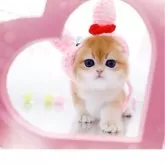 ブリティッシュショートヘア