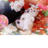 ブリティッシュショートヘア