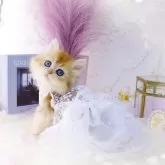ブリティッシュショートヘア【岐阜県・女の子・2025年1月29日・シェーデッドゴールデン(ゴールド)】の写真1「おちゃめで、愛される性格(๑´>᎑<)>᎑<`๑)ぎゅ〜♡✨」