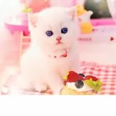 ブリティッシュショートヘア