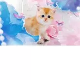 ブリティッシュショートヘア