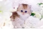 ブリティッシュロングヘア