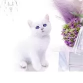 ブリティッシュショートヘア