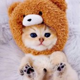 ブリティッシュショートヘア