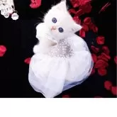 ブリティッシュショートヘア