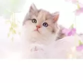 ラガマフィン