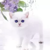 ブリティッシュショートヘア