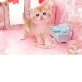 ブリティッシュショートヘア