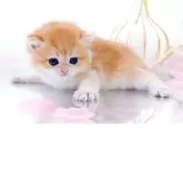 ブリティッシュショートヘア